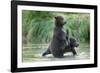 Brown Bear Cubs, Katmai National Park, Alaska-Paul Souders-Framed Photographic Print