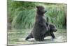 Brown Bear Cubs, Katmai National Park, Alaska-Paul Souders-Mounted Photographic Print