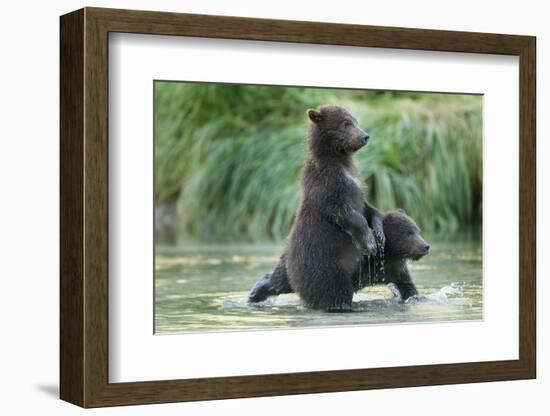 Brown Bear Cubs, Katmai National Park, Alaska-Paul Souders-Framed Photographic Print