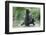 Brown Bear Cubs, Katmai National Park, Alaska-Paul Souders-Framed Photographic Print