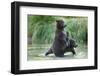 Brown Bear Cubs, Katmai National Park, Alaska-Paul Souders-Framed Photographic Print