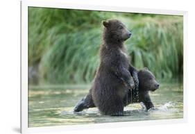 Brown Bear Cubs, Katmai National Park, Alaska-Paul Souders-Framed Photographic Print