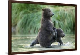 Brown Bear Cubs, Katmai National Park, Alaska-Paul Souders-Framed Photographic Print