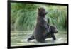 Brown Bear Cubs, Katmai National Park, Alaska-Paul Souders-Framed Photographic Print