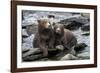 Brown Bear Cubs, Katmai National Park, Alaska-Paul Souders-Framed Photographic Print