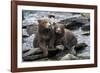 Brown Bear Cubs, Katmai National Park, Alaska-Paul Souders-Framed Photographic Print