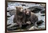 Brown Bear Cubs, Katmai National Park, Alaska-Paul Souders-Framed Photographic Print
