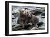 Brown Bear Cubs, Katmai National Park, Alaska-Paul Souders-Framed Photographic Print