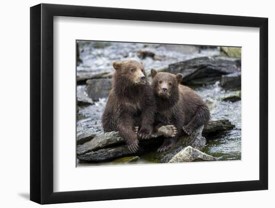 Brown Bear Cubs, Katmai National Park, Alaska-Paul Souders-Framed Photographic Print