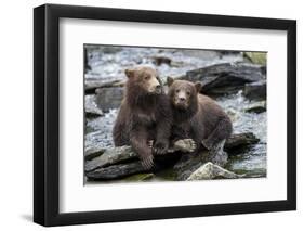 Brown Bear Cubs, Katmai National Park, Alaska-Paul Souders-Framed Photographic Print