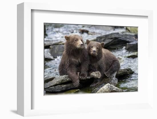 Brown Bear Cubs, Katmai National Park, Alaska-Paul Souders-Framed Photographic Print