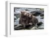 Brown Bear Cubs, Katmai National Park, Alaska-Paul Souders-Framed Photographic Print