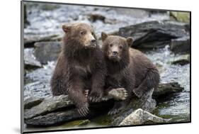 Brown Bear Cubs, Katmai National Park, Alaska-Paul Souders-Mounted Photographic Print