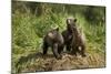 Brown Bear Cubs, Katmai National Park, Alaska-Paul Souders-Mounted Photographic Print