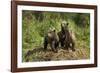 Brown Bear Cubs, Katmai National Park, Alaska-Paul Souders-Framed Photographic Print