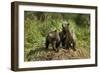 Brown Bear Cubs, Katmai National Park, Alaska-Paul Souders-Framed Photographic Print