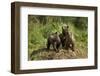 Brown Bear Cubs, Katmai National Park, Alaska-Paul Souders-Framed Photographic Print