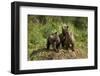 Brown Bear Cubs, Katmai National Park, Alaska-Paul Souders-Framed Photographic Print