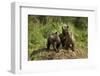 Brown Bear Cubs, Katmai National Park, Alaska-Paul Souders-Framed Photographic Print