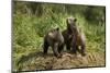 Brown Bear Cubs, Katmai National Park, Alaska-Paul Souders-Mounted Photographic Print