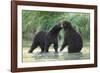 Brown Bear Cubs, Katmai National Park, Alaska-Paul Souders-Framed Photographic Print