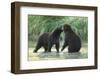 Brown Bear Cubs, Katmai National Park, Alaska-Paul Souders-Framed Photographic Print