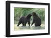 Brown Bear Cubs, Katmai National Park, Alaska-Paul Souders-Framed Photographic Print