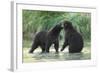 Brown Bear Cubs, Katmai National Park, Alaska-Paul Souders-Framed Photographic Print