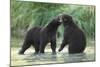 Brown Bear Cubs, Katmai National Park, Alaska-Paul Souders-Mounted Photographic Print