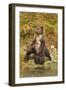 Brown Bear Cubs, Katmai National Park, Alaska-Paul Souders-Framed Photographic Print