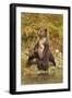 Brown Bear Cubs, Katmai National Park, Alaska-Paul Souders-Framed Photographic Print