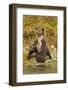 Brown Bear Cubs, Katmai National Park, Alaska-Paul Souders-Framed Photographic Print