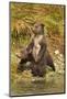 Brown Bear Cubs, Katmai National Park, Alaska-Paul Souders-Mounted Photographic Print