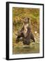 Brown Bear Cubs, Katmai National Park, Alaska-Paul Souders-Framed Photographic Print