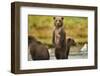 Brown Bear Cubs, Katmai National Park, Alaska-Paul Souders-Framed Photographic Print