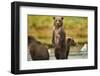 Brown Bear Cubs, Katmai National Park, Alaska-Paul Souders-Framed Photographic Print