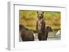 Brown Bear Cubs, Katmai National Park, Alaska-Paul Souders-Framed Photographic Print