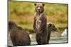 Brown Bear Cubs, Katmai National Park, Alaska-Paul Souders-Mounted Photographic Print