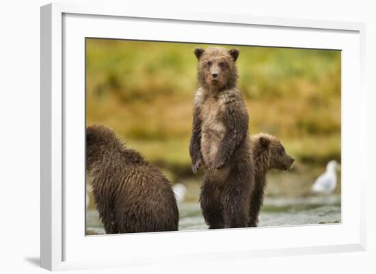 Brown Bear Cubs, Katmai National Park, Alaska-Paul Souders-Framed Photographic Print