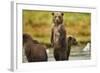 Brown Bear Cubs, Katmai National Park, Alaska-Paul Souders-Framed Photographic Print