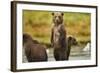 Brown Bear Cubs, Katmai National Park, Alaska-Paul Souders-Framed Photographic Print