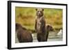 Brown Bear Cubs, Katmai National Park, Alaska-Paul Souders-Framed Photographic Print