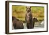 Brown Bear Cubs, Katmai National Park, Alaska-Paul Souders-Framed Photographic Print