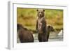 Brown Bear Cubs, Katmai National Park, Alaska-Paul Souders-Framed Photographic Print