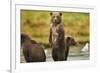 Brown Bear Cubs, Katmai National Park, Alaska-Paul Souders-Framed Photographic Print