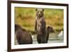 Brown Bear Cubs, Katmai National Park, Alaska-Paul Souders-Framed Photographic Print