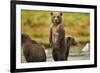 Brown Bear Cubs, Katmai National Park, Alaska-Paul Souders-Framed Photographic Print