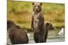 Brown Bear Cubs, Katmai National Park, Alaska-Paul Souders-Mounted Photographic Print