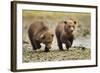 Brown Bear Cubs, Katmai National Park, Alaska-Paul Souders-Framed Photographic Print