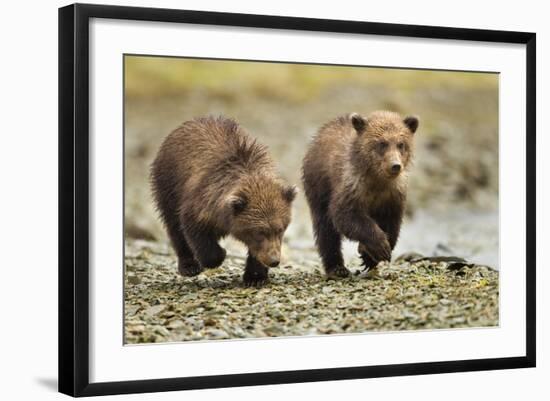 Brown Bear Cubs, Katmai National Park, Alaska-Paul Souders-Framed Photographic Print